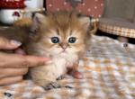 Brownie - Munchkin Kitten For Sale - Chino, CA, US