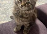 Thumbtack - Russian Blue Kitten For Sale - 