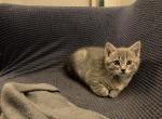 Jasmine - Domestic Kitten For Sale - 