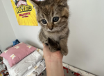 Tobby - Domestic Kitten For Sale - 