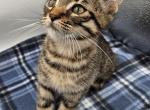 Rick polydactyl pharaoh - Polydactyl Kitten For Sale - 