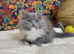 Solid Blue Mitted girl - Ragdoll Kitten For Sale - 