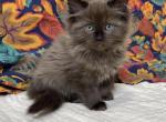 Solid Seal Sepia girl - Ragdoll Kitten For Sale - 