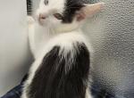 Carl male pharaoh - Exotic Kitten For Sale - 