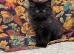 Solid Black Boy - Ragdoll Kitten For Sale - 