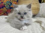 Blue Mink Mitted Boy 2 - Ragdoll Kitten For Sale - Ozark, MO, US