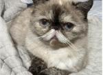 Sonia - Exotic Cat For Sale/Retired Breeding - Richmond, CA, US