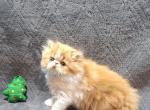 Persian and Exotic shorthair - Persian Kitten For Sale - Kansas City, MO, US