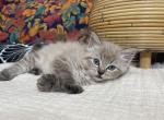 Seal mink point lynx girl - Ragdoll Kitten For Sale - Ozark, MO, US