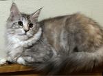 Queen Joy Pixie - Maine Coon Kitten For Sale - 