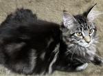 Queen Joy Quincy - Maine Coon Kitten For Sale - 