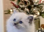 Ragdoll Girl - Ragdoll Kitten For Sale - 