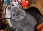 Swen and Suzy - Scottish Fold Kitten For Sale - 