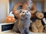 Blue baby - British Shorthair Kitten For Sale - Fontana, CA, US