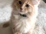 Marty - Siberian Kitten For Sale - 