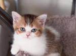 U R I E L - Scottish Straight Kitten For Sale - Fontana, CA, US