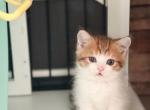 U R V I E - Scottish Straight Kitten For Sale - Fontana, CA, US