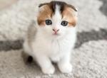 U L I - Scottish Fold Kitten For Sale - Fontana, CA, US