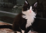 Tom - Maine Coon Kitten For Sale - Los Angeles, CA, US