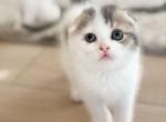 U R I - Scottish Fold Kitten For Sale - 