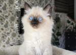 Ragdoll Boy 1 - Ragdoll Kitten For Sale - 