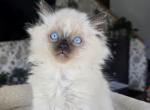 Ragdoll boy  2 - Ragdoll Kitten For Sale - 