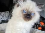 Ragdoll boy 3 - Ragdoll Kitten For Sale - 