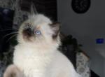 Ragdoll Boy 4 - Ragdoll Kitten For Sale - 