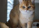 T E D D Y - British Shorthair Cat For Sale - Fontana, CA, US