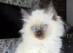 Ragdoll Girl - Ragdoll Kitten For Sale - IL, US