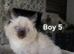 Ragdoll Boy 5 - Ragdoll Kitten For Sale - IL, US