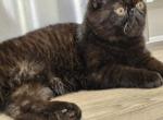 Stitch - Exotic Kitten For Sale - Guyton, GA, US