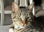 Tigger - American Shorthair Cat For Adoption - The Woodlands, TX, US