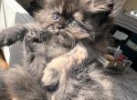 Chicka - Persian Kitten For Sale - Allen, TX, US