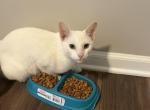 Tito and Mila - Turkish Angora Kitten For Sale - Warner Robins, GA, US