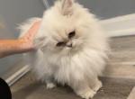 Female Chinchilla Persian - Persian Kitten For Sale - 