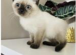 Boy - British Shorthair Kitten For Sale - 