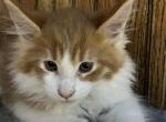 Ray Ray - Maine Coon Kitten For Sale - 