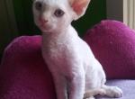 Booble' - Devon Rex Kitten For Sale - 