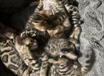 High Quality Bengals - Bengal Kitten For Sale - Saegertown, PA, US