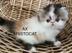 Mona - Persian Kitten For Sale - 