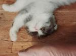 Halloween Scottish folds - Scottish Fold Kitten For Sale - Philadelphia, PA, US