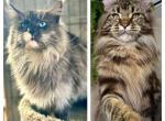 Claudia & Indigo - Maine Coon Kitten For Sale - Bluffton, IN, US