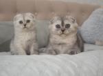 Scottish Fold female Dina - Scottish Fold Kitten For Sale - Jersey City, NJ, US