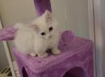 Ragamuffin Munchkins - Munchkin Kitten For Sale - Philadelphia, PA, US