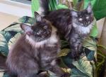 Maine Coon Smokey Black Brothers - Maine Coon Kitten For Sale - Orlando, FL, US