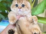 Scottish Fold  Golden  Male - Scottish Fold Kitten For Sale - Orlando, FL, US