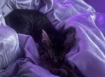 Nikko - Domestic Kitten For Adoption - Houston, TX, US