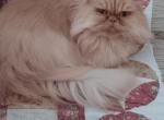 2 yr female persian - Persian Cat For Sale - Woodburn, IN, US