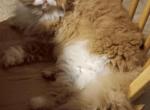 Red bicolor curly Selkirk rex female - Selkirk Rex Cat For Sale - Woodburn, IN, US